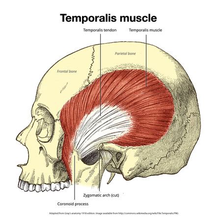 temporalis origin and insertion|temporalis muscle diagram.